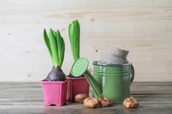 Hyacinth Plants Gardening Tools Wooden Table — Stock Photo, Image