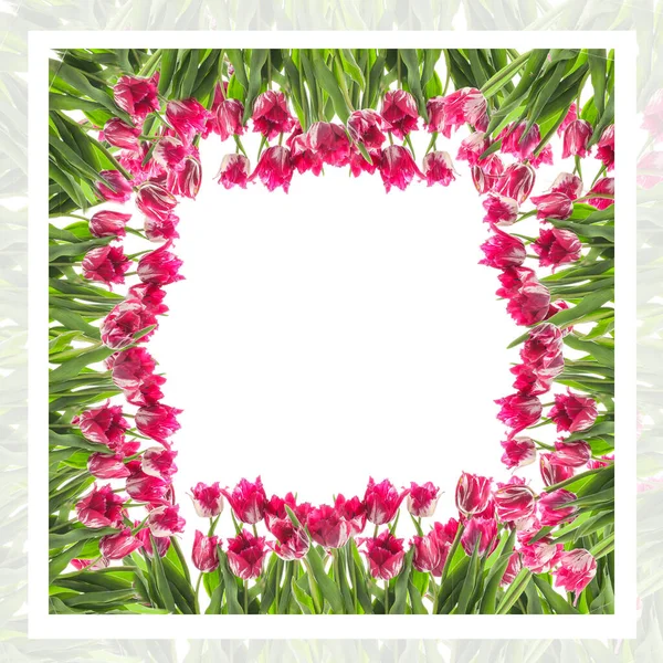 Frame Gemaakt Van Prachtige Tulpen Witte Achtergrond — Stockfoto