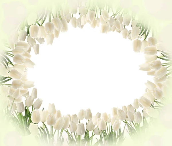 Cadre Composé Belles Tulipes Sur Fond Blanc — Photo