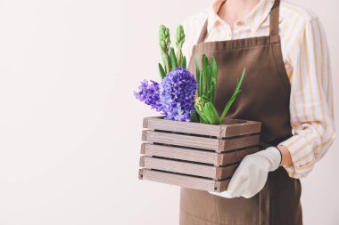 Bahçıvan arka planında sümbül bitkileri olan bir sandık tutuyor.
