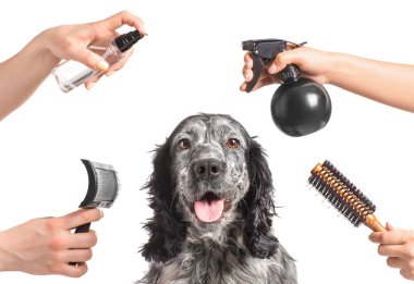 Beyaz arka planda sevimli köpeğe bakan kadın tımarcılar.