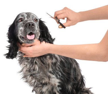 Kadın tımarcı beyaz arka planda sevimli köpeğe bakıyor.