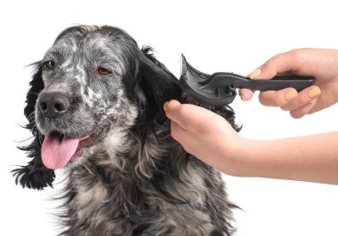 Kadın tımarcı beyaz arka planda sevimli köpeğe bakıyor.