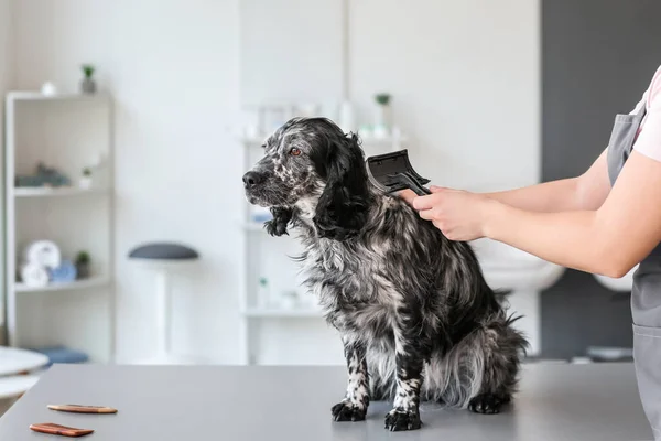 Kadın Kuaför Kuaförde Sevimli Bir Köpeğe Bakıyor — Stok fotoğraf