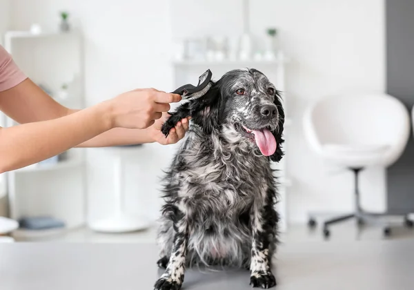 Θηλυκό Groomer Φροντίδα Του Χαριτωμένου Σκύλου Στο Σαλόνι — Φωτογραφία Αρχείου