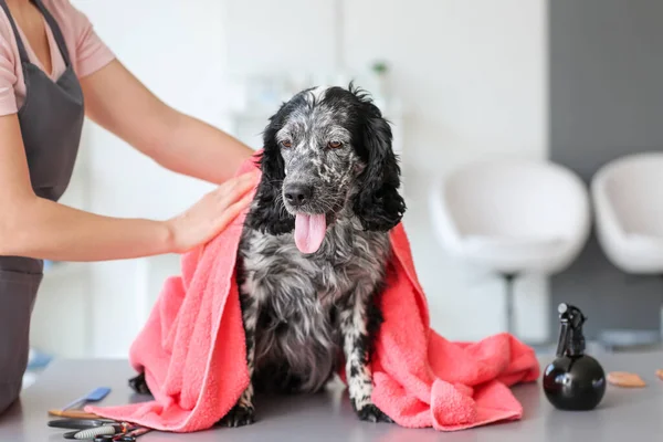 Female Groomer Washing Dog Salon — Stock Photo, Image