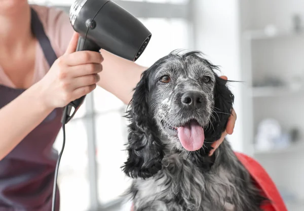 Female Groomer Drying Dog Hair Washing Salon — Stock Photo, Image
