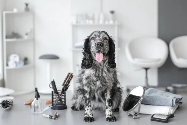 Cute Dog Grooming Salon — Stock Photo, Image
