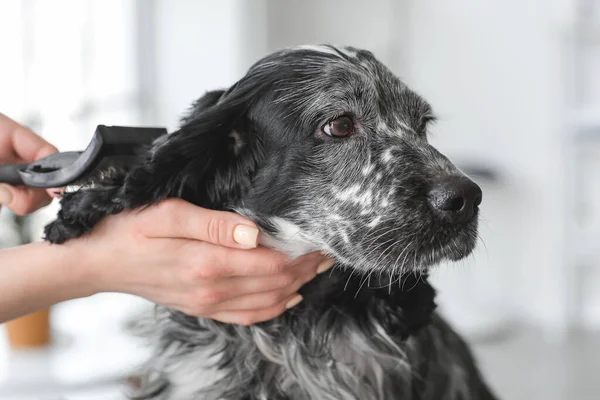 Female Groomer Taking Care Cute Dog Salon — Stock Photo, Image