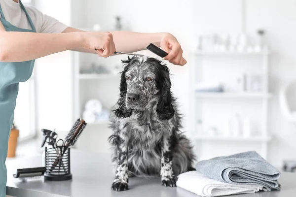 Θηλυκό Groomer Φροντίδα Του Χαριτωμένου Σκύλου Στο Σαλόνι — Φωτογραφία Αρχείου