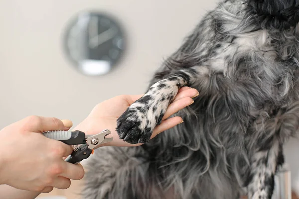 Female groomer trimming dog\'s claws in salon, closeup