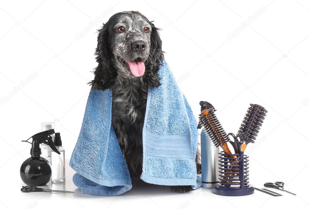 Cute dog after washing in grooming salon on white background