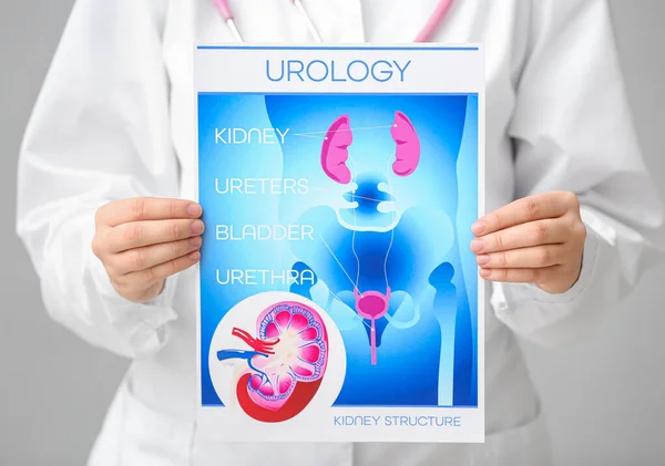 Lékař Drží Papír Obrázkem Urogenitálního Systému Šedém Pozadí Detailní Záběr — Stock fotografie