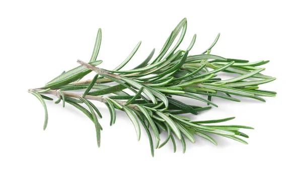 Rosemary Fresco Sobre Fundo Branco — Fotografia de Stock