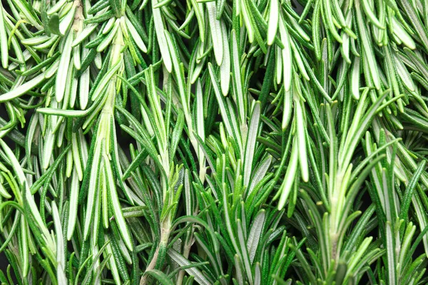 Fresh green rosemary as background