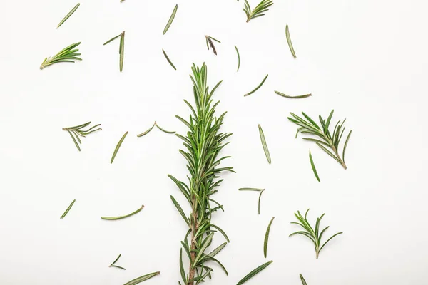 Rosemary Fresco Sobre Fundo Branco — Fotografia de Stock