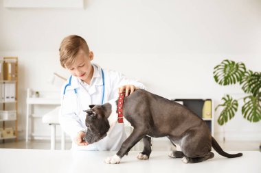 Küçük veteriner klinikte şirin bir köpeği muayene ediyor.