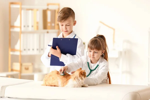 Pequenos Veterinários Examinando Gato Bonito Clínica — Fotografia de Stock