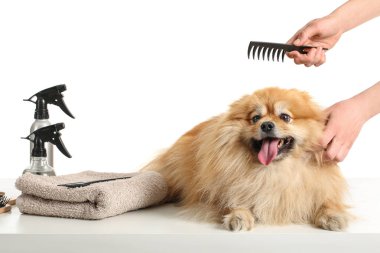 Kadın tımarcı beyaz arka planda sevimli köpeğe bakıyor.