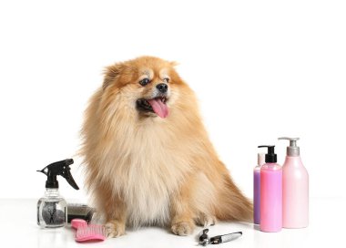 Beyaz arka planda bakımlı şirin bir köpek.