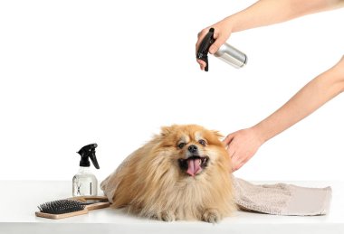 Kadın tımarcı beyaz arka planda sevimli köpeğe bakıyor.