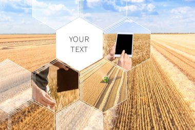 Tablet bilgisayarlı çiftçi buğday tarlasında çalışıyor