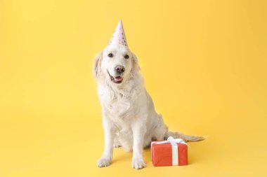 Parti şapkalı şirin bir köpek ve renkli bir hediye.