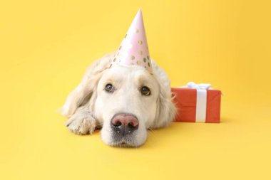 Parti şapkalı şirin bir köpek ve renkli bir hediye.