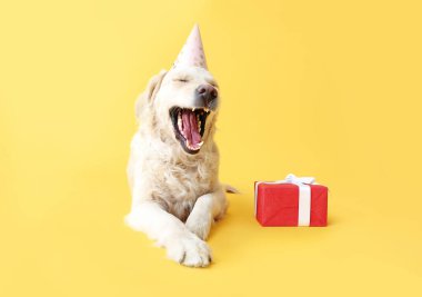 Parti şapkalı şirin bir köpek ve renkli bir hediye.