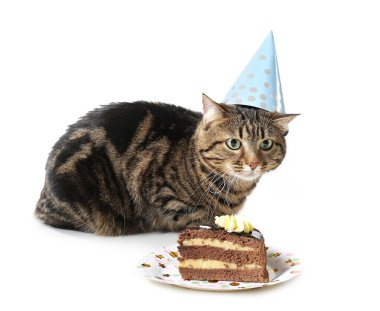 Parti şapkalı şirin kedi ve beyaz arka planda doğum günü pastası.