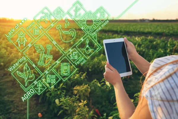 Agricultora Que Utiliza Aplicación Iot Mientras Trabaja Campo Agricultura Inteligente — Foto de Stock