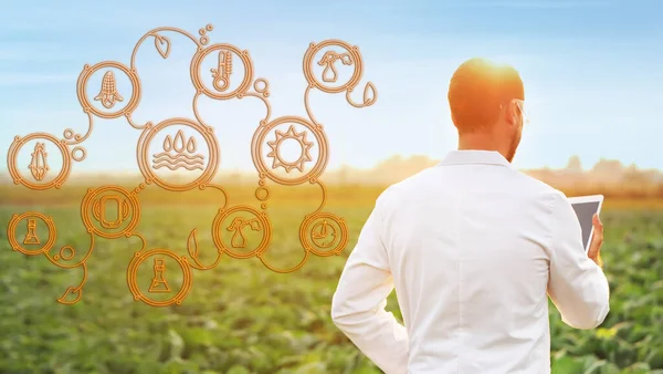 Männlicher Agraringenieur Mit Iot Applikation Während Seiner Feldarbeit Smart Farming — Stockfoto
