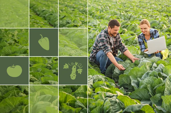 Inżynierowie Rolni Pracujący Terenie Inteligentne Rolnictwo Rolnictwo Cyfrowe — Zdjęcie stockowe