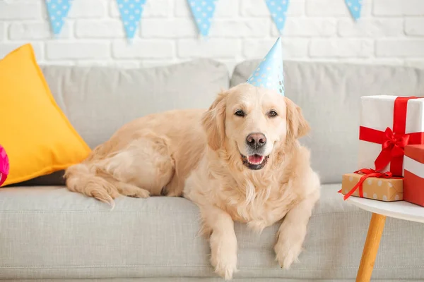 Χαριτωμένο Σκυλί Γιορτάζει Γενέθλια Στο Σπίτι — Φωτογραφία Αρχείου