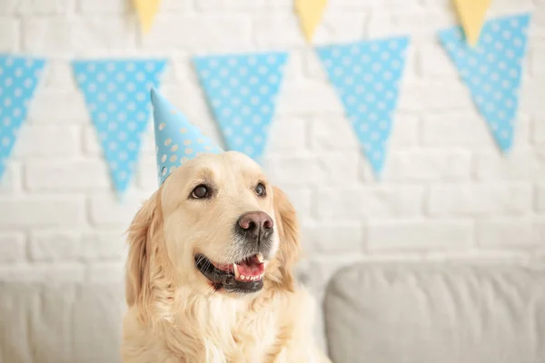 Cute Dog Celebrating Birthday Home — Stock Photo, Image