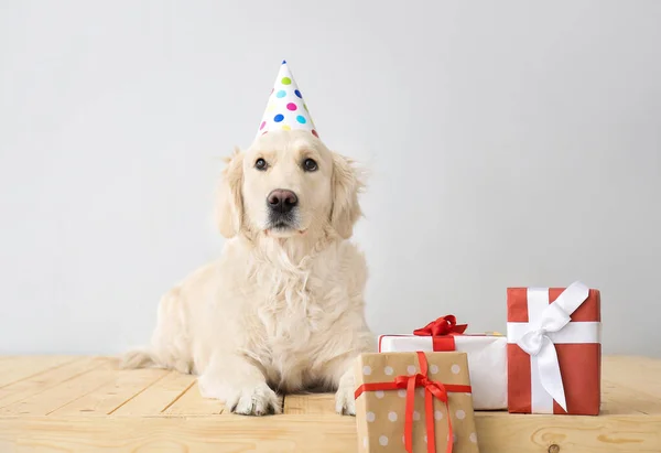 Симпатична Собака Вечірньому Капелюсі Подарунками Світлому Фоні — стокове фото
