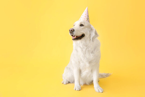 Cute dog in party hat on color background