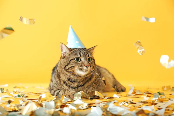 Cute Cat Party Hat Confetti Color Background — Stock Photo, Image