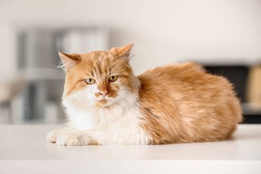 Evdeki masada yatan sevimli kedi.