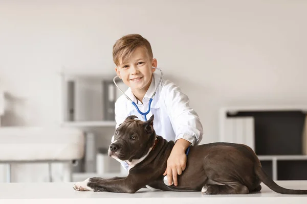 Pequeno Veterinário Examinando Cão Bonito Clínica — Fotografia de Stock