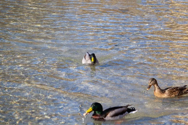 Cute Ducks Swimming Lake — Stock Photo, Image