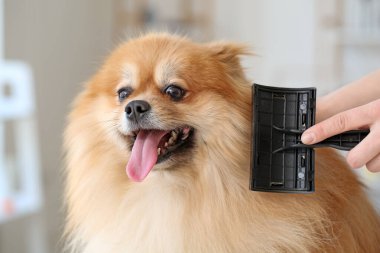 Kadın kuaför kuaförde sevimli bir köpeğe bakıyor.