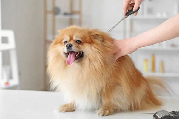 Female Groomer Taking Care Cute Dog Salon — Stock Photo, Image