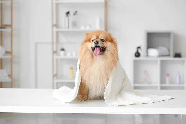 Cute Dog Washing Grooming Salon — Stock Photo, Image