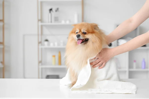 Female Groomer Wiping Dog Hair Washing Salon — Stock Photo, Image