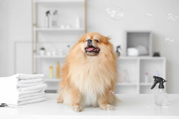 Netter Hund Mit Pflegeset Salon — Stockfoto