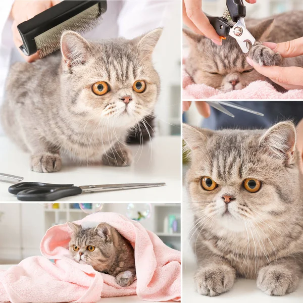 Collage Photos Cute Funny Cat Grooming Salon — Stock Photo, Image