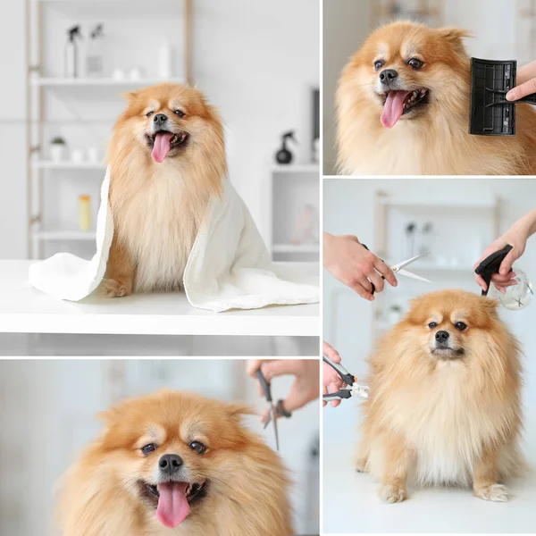 Collage of photos with cute dog in grooming salon