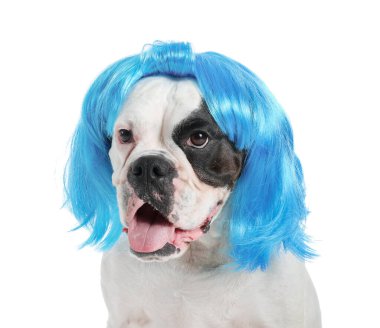 Beyaz arka planda peruklu komik köpek