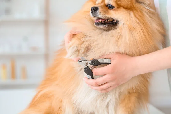 Female Groomer Trimming Dog Claws Salon — Stock Photo, Image